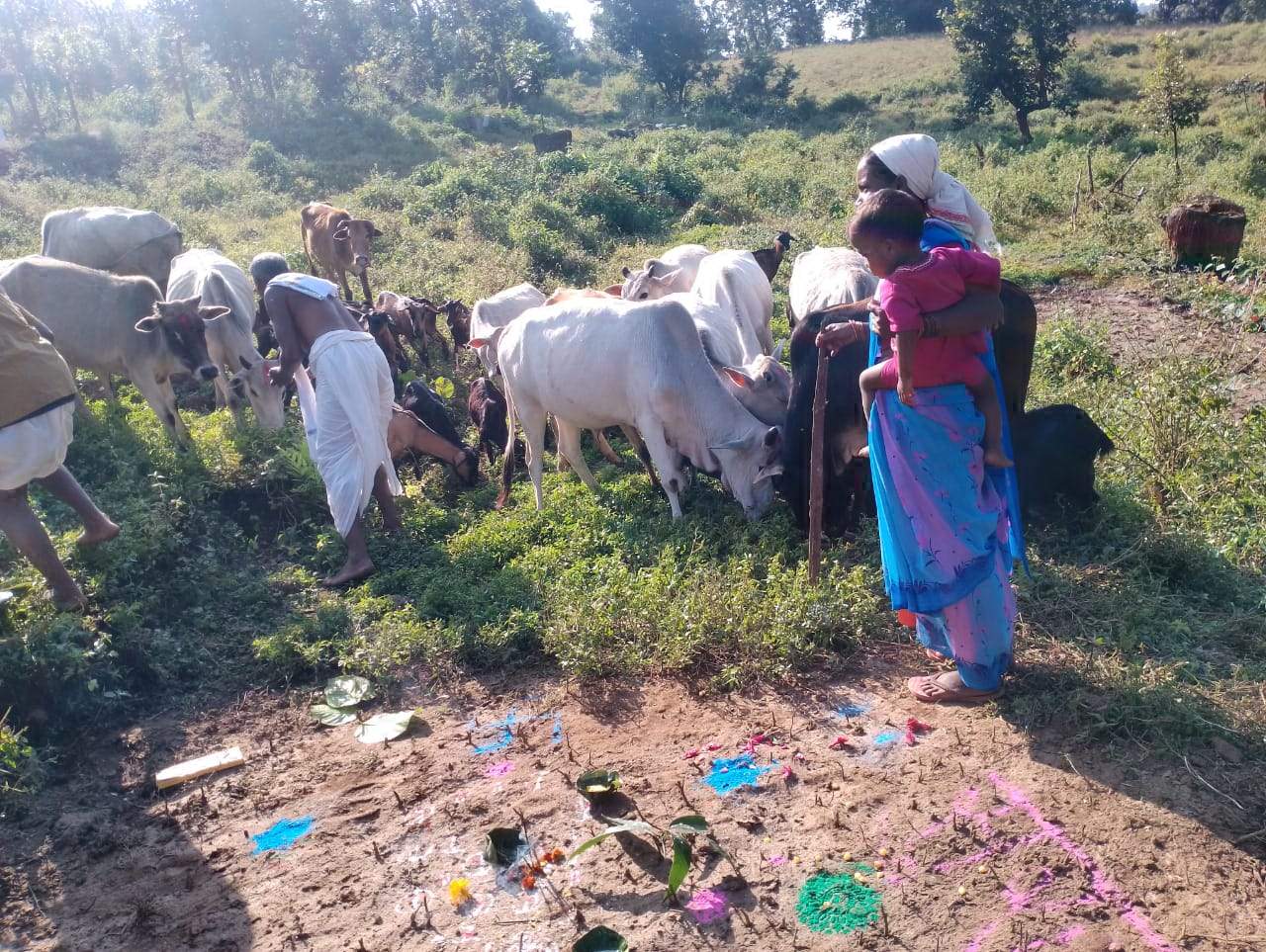 सुरजुला में मनाया गोवर्धन पूजा, गौठान में मवेशियों की पूजा-अर्चना