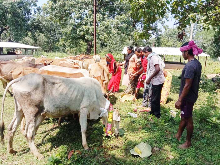 गायों की पूजा कर मनाया गौठान दिवस