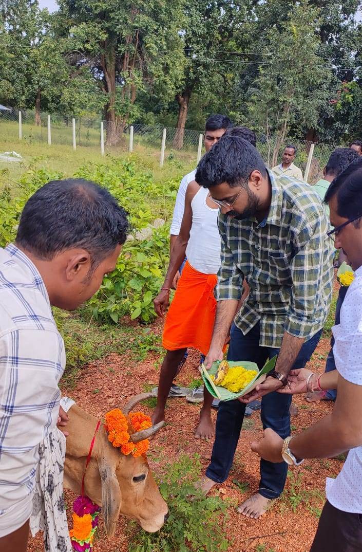 सीईओ ने की गोवर्धन पूजा  गायों को खिलाई खिचड़ी