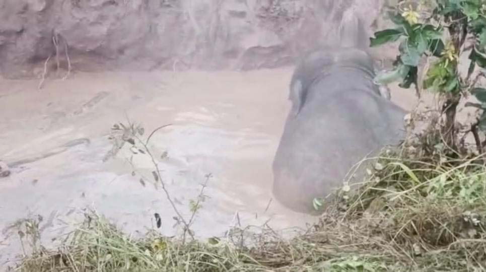 कुएं में गिरे 3 हाथी, दो खुद से बाहर निकले, तीसरे के लिए बनाना पड़ा रास्ता