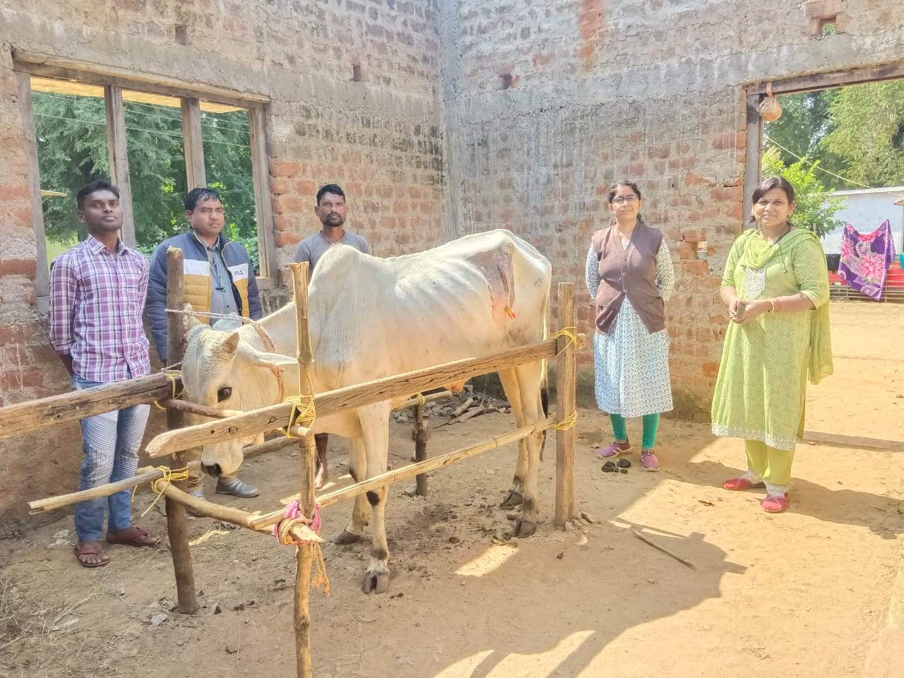 बैल की पथरी का सफल ऑपरेशन
