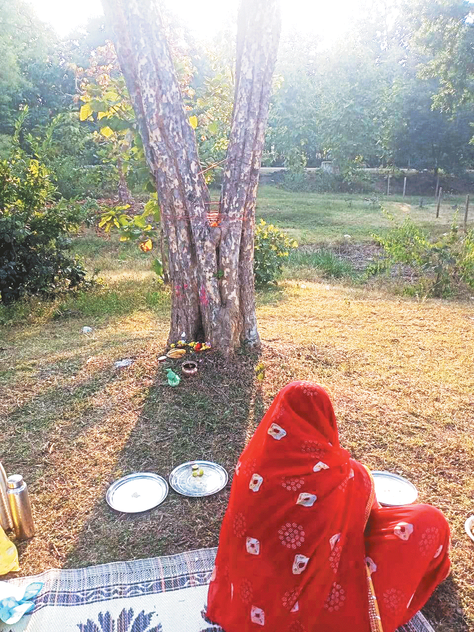 आंवला नवमी मनी