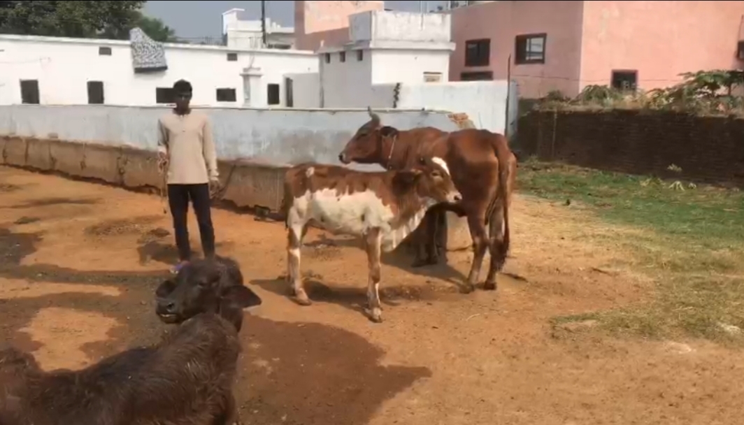 लंपी वायरस के दिख रहे लक्षण, पशुपालन अफसरों ने भेजा सैंपल