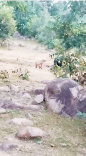 मरवाही में विचरण करते दिखा सफेद भालू, काले भालू संग चल रहा, वीडियो में कैद