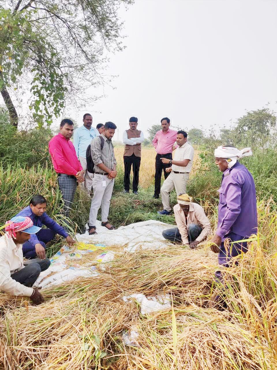 खेत जाकर कलेक्टर ने देखा धान कटाई