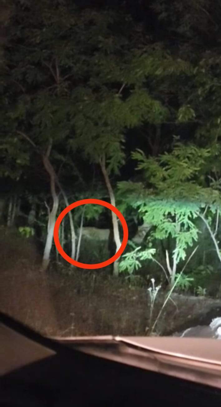 सडक़ किनारे घूमते तेंदुआ का वीडियो फैला, दहशत