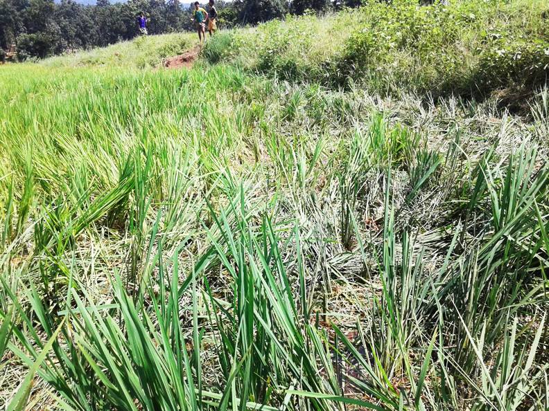 खडग़वां में दल से बिछड़े हाथी ने रौंदी फसल, ग्रामीणों में दहशत खडग़वां में दल से बिछड़े हाथी ने रौंदी फसल, ग्रामीणों में दहशत