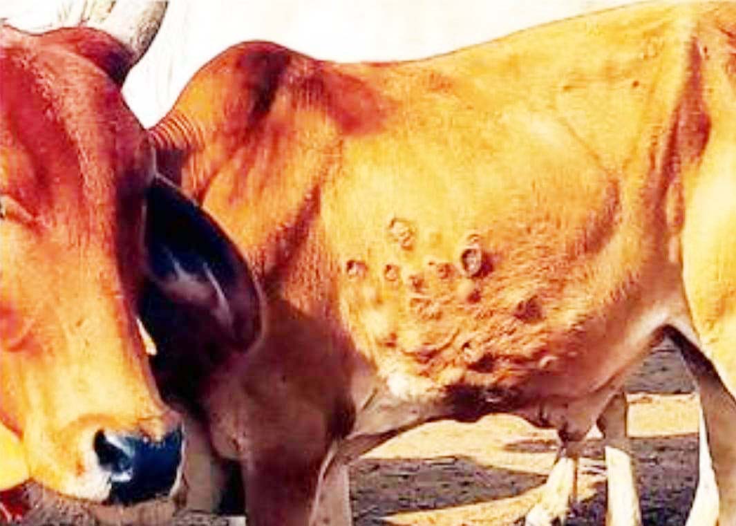 लम्पी वायरस से कराह रहीं गोवंश, बाजार से महंगी दवा खरीदने मजबूर पशुपालक लम्पी वायरस से कराह रहीं गोवंश, बाजार से महंगी दवा खरीदने मजबूर पशुपालक