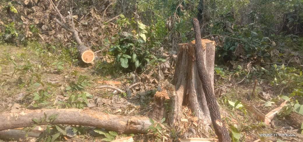 रुद्रारम के पास सागौन की अवैध कटाई, विभाग बना मूकदर्शक रुद्रारम के पास सागौन की अवैध कटाई, विभाग बना मूकदर्शक