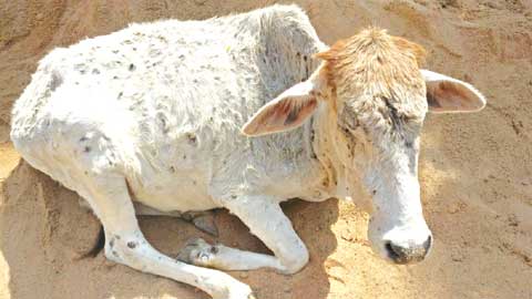 सुंदर नगर में लंपी लक्षण वाली गाय मिली, वेटनरी अस्पताल भेजा गया सुंदर नगर में लंपी लक्षण वाली गाय मिली, वेटनरी अस्पताल भेजा गया
