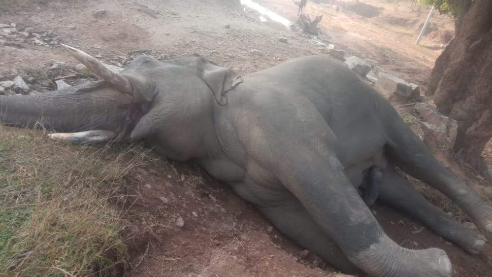 मृत मिला नर दंतैल, विभाग को जानकारी नहीं 