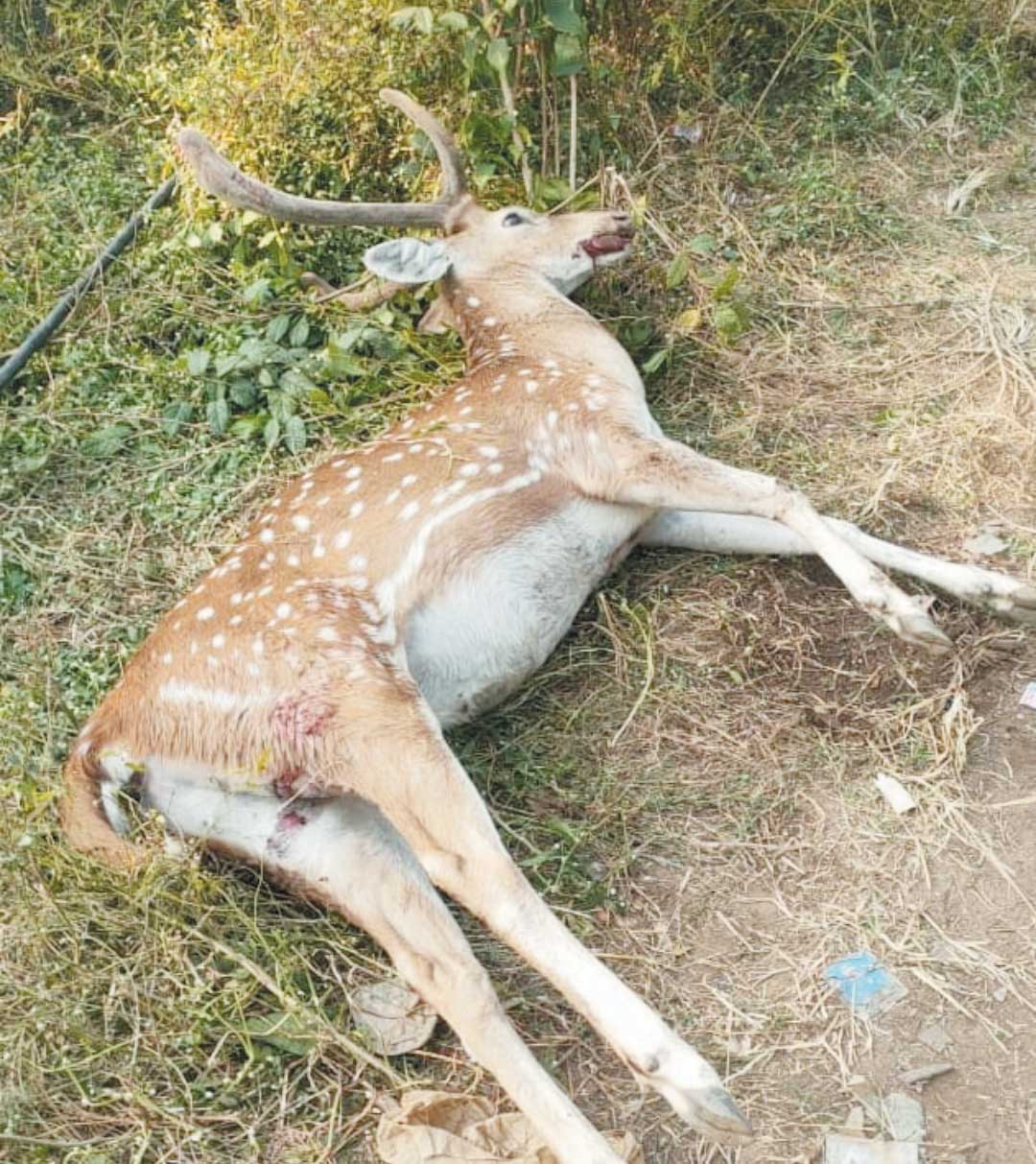 कुत्तों के हमले से चीतल की मौत, तमनार वन परिक्षेत्र की घटना कुत्तों के हमले से चीतल की मौत, तमनार वन परिक्षेत्र की घटना