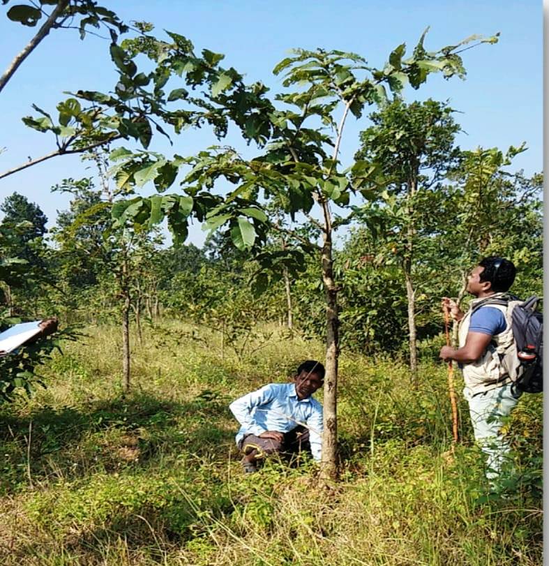 चौड़ीकरण, उन्नयन कार्य के बदले 15 हेक्टेयर रकबा में सिंचित क्षतिपूर्ति वृक्षारोपण से बदली तस्वीर चौड़ीकरण, उन्नयन कार्य के बदले 15 हेक्टेयर रकबा में सिंचित क्षतिपूर्ति वृक्षारोपण से बदली तस्वीर