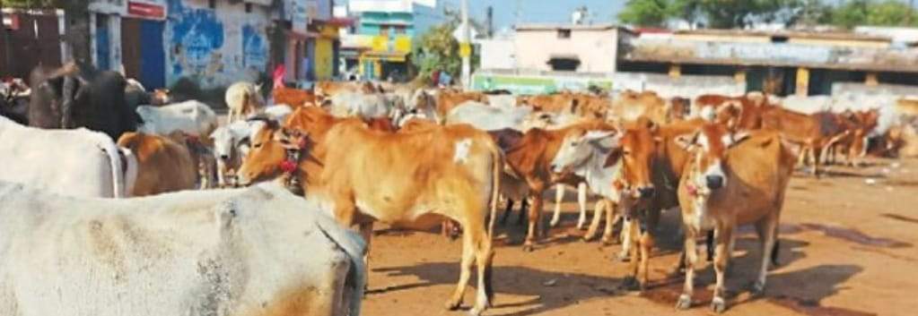 लम्पी बीमारी के बाद भी सिर्फ पौने 2 लाख मवेशियों को ही लगा टीका