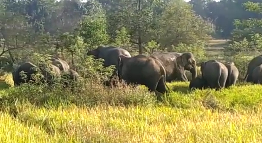 देखें VIDEO : कोरिया वनमंडल में हाथियों के 2 दल की मौजूदगी देखें VIDEO : कोरिया वनमंडल में हाथियों के 2 दल की मौजूदगी