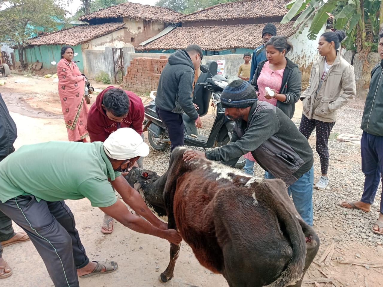 नपं अध्यक्ष की पहल से घायल गाय का इलाज