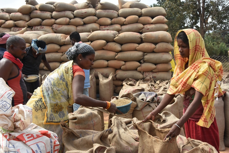 नए केन्द्र केशापुर में 14 गांव के किसानों से धान खरीदी