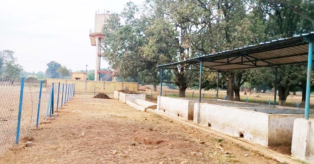 गोकना गौठान में चारा-पानी का अभाव