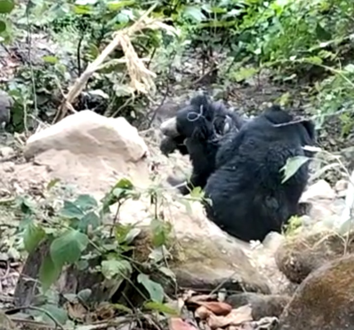  शिकारियों के तार में तीन भालू फंसे