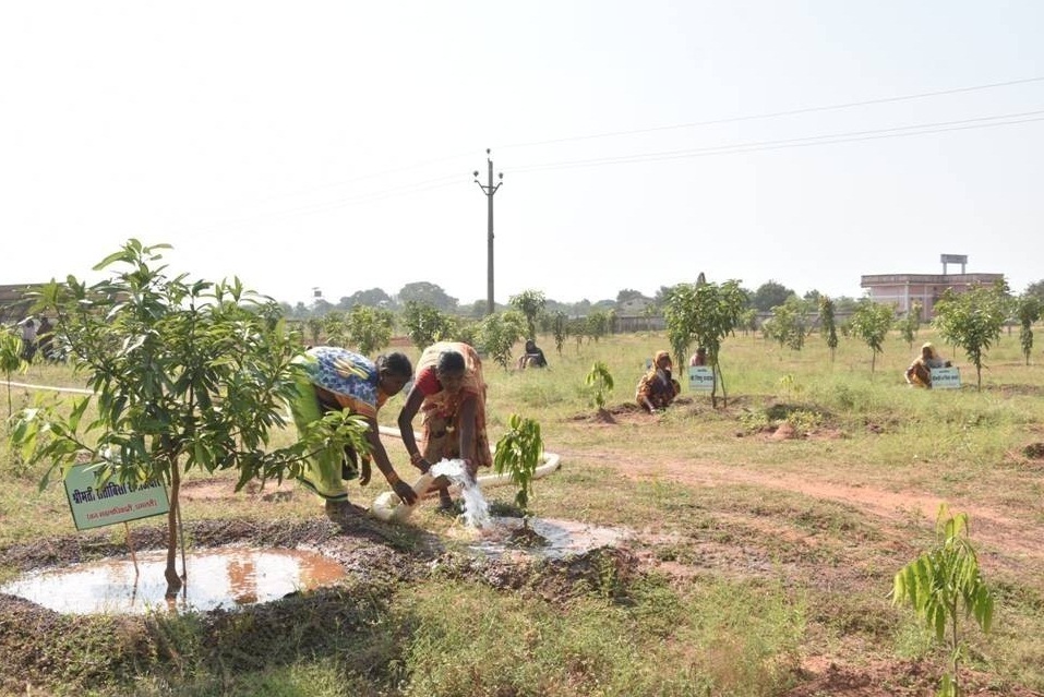 10 एकड़ की पथरीली बंजर जमीन पर 16.77 लाख में रोपे 2730 पौधे, सालभर में हुई 5 फीट