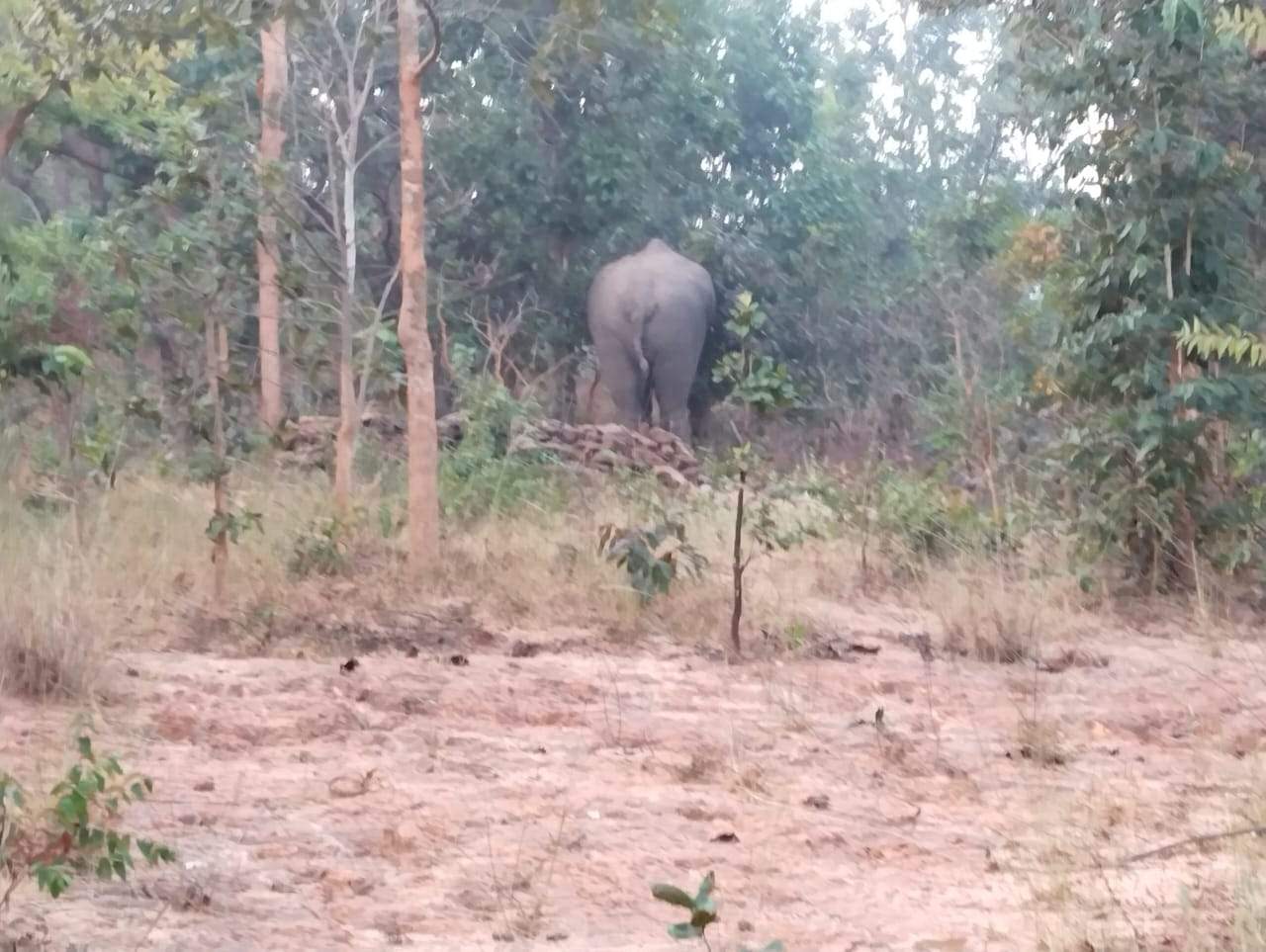 हाथी दल का उत्पात, मकान तोड़े, फसलें रौंदी, पेड़ों के नीचे रहने मजबूर