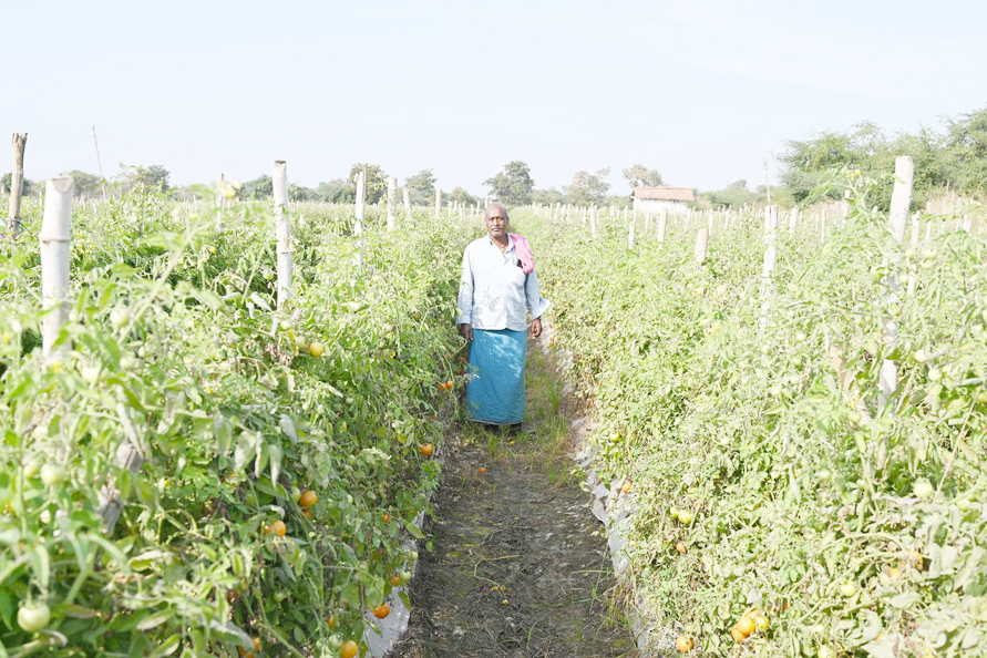 टमाटर-बैंगन की फसल से संतराम को मिला फायदा