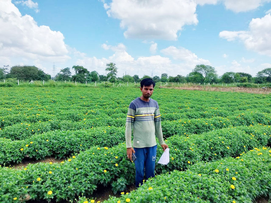 फूलों की खेती से गुलाब और पोषण की बदली दुनिया