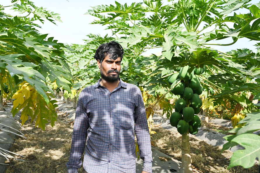 पपीते की खेती से हुआ मुनाफा, धनाराम हुए धनी 