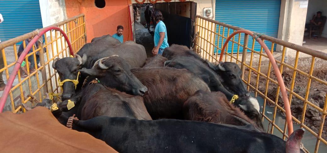 दलदल सिवनी के डेयरी में निगम की कार्यवाई