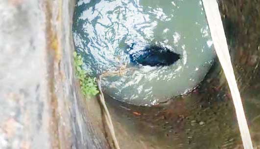 अमरूद खाने विधायक के घर घुसा भालू, भागते कुएं में गिरने से मौत