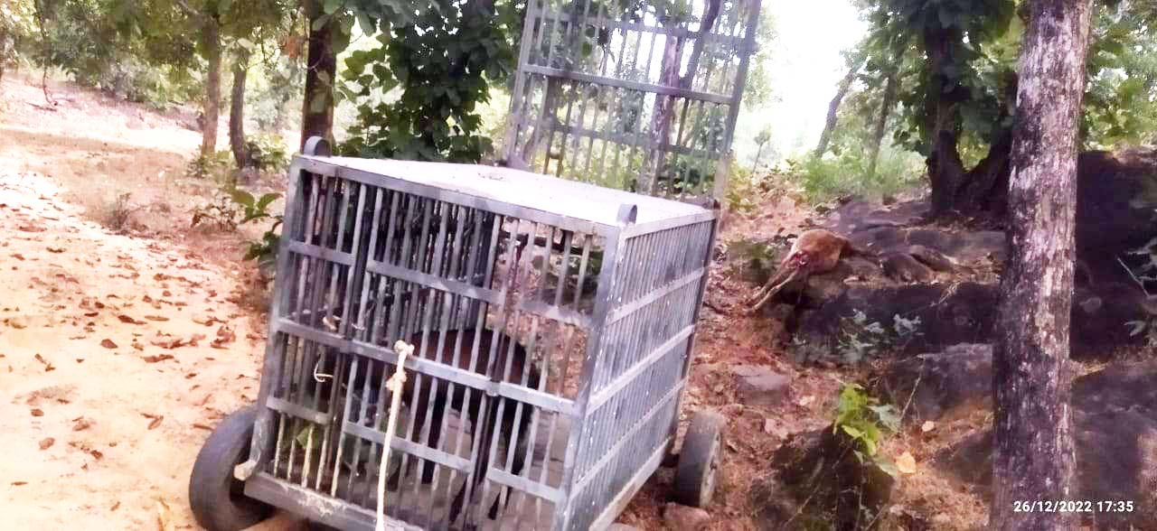 मानवभक्षी तेंदुए को पकडऩे की तैयारी, पिंजरे में फंसने का इंतजार मानवभक्षी तेंदुए को पकडऩे की तैयारी, पिंजरे में फंसने का इंतजार