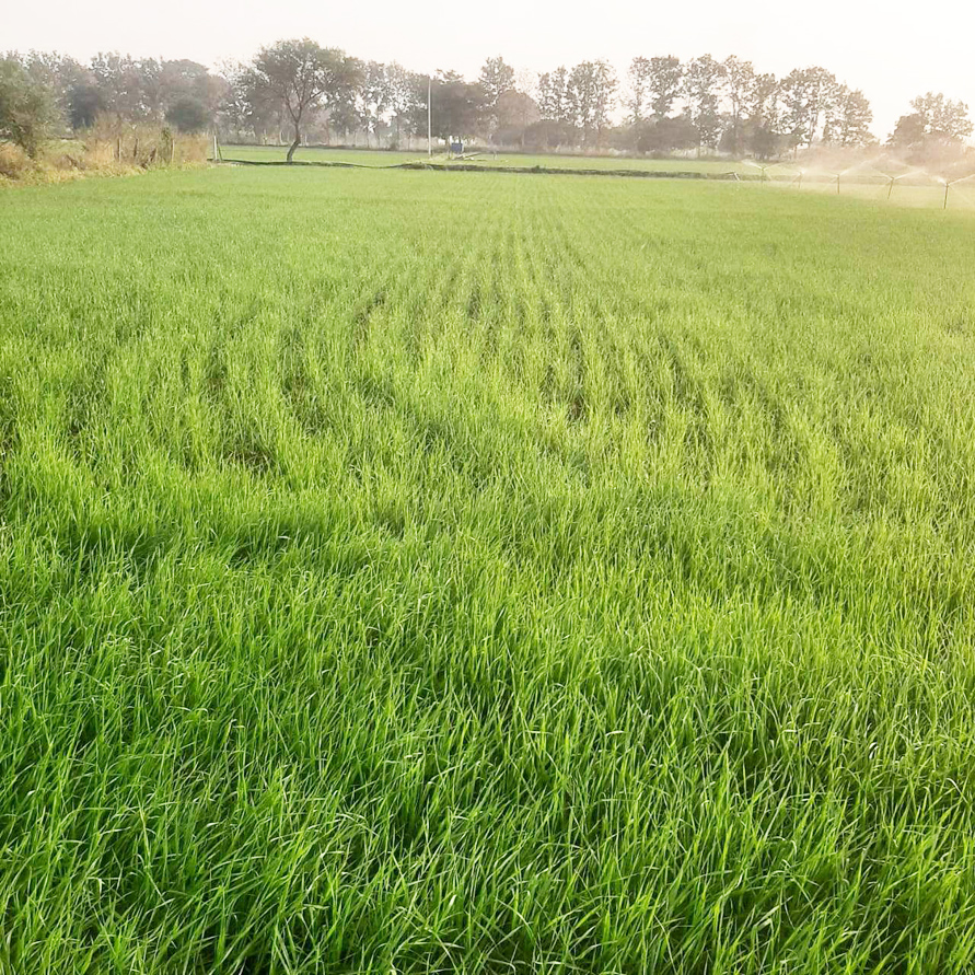 समय से पहले ठंड गायब, गेहूं, चना समेत कई फसलों को नुकसान