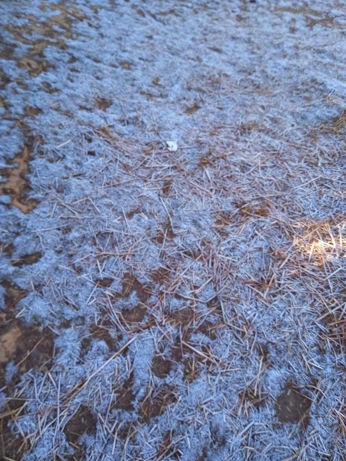 छत्तीसगढ़ का शिमला मैनपाट जमाव बिन्दु  पर पहुंचा, वनस्पतियों पर बर्फ की चादर