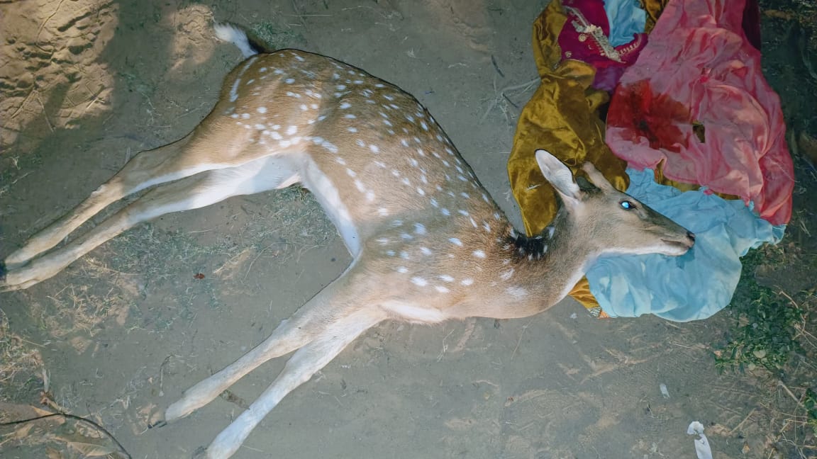 जंगल से भटक कर बस्ती में पहुंचे 2 हिरणों की आपसी द्वंद में मौत