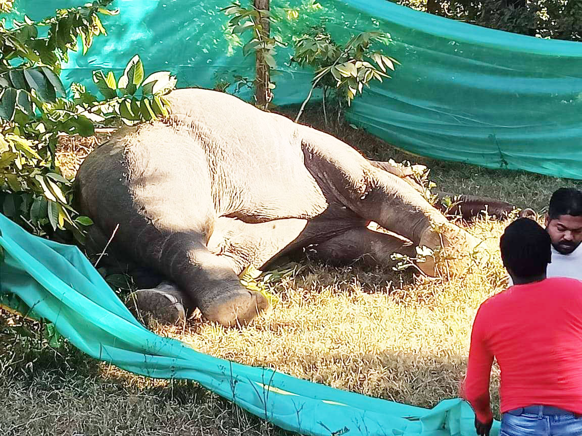 फिर एक दंतैल का शव मिला