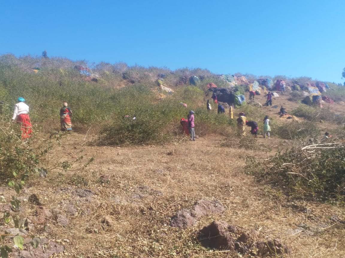 मैनपाट महोत्सव अब 14 से 16 फरवरी तक, भव्यता के साथ बेहतर व्यवस्था पर जोर