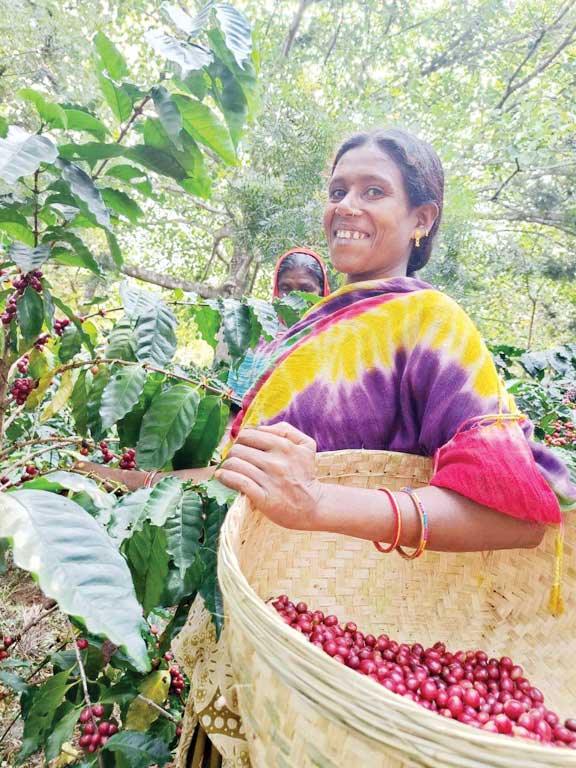 सीसीडी और स्टारबक्स की तर्ज पर होगी बस्तर कॉफी की ब्रांडिंग