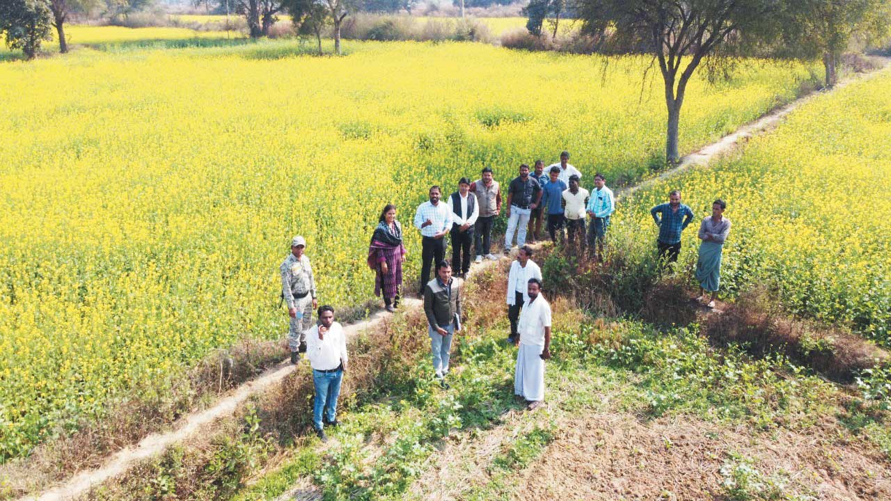 सरसों की खेती का निरीक्षण सरसों की खेती का निरीक्षण