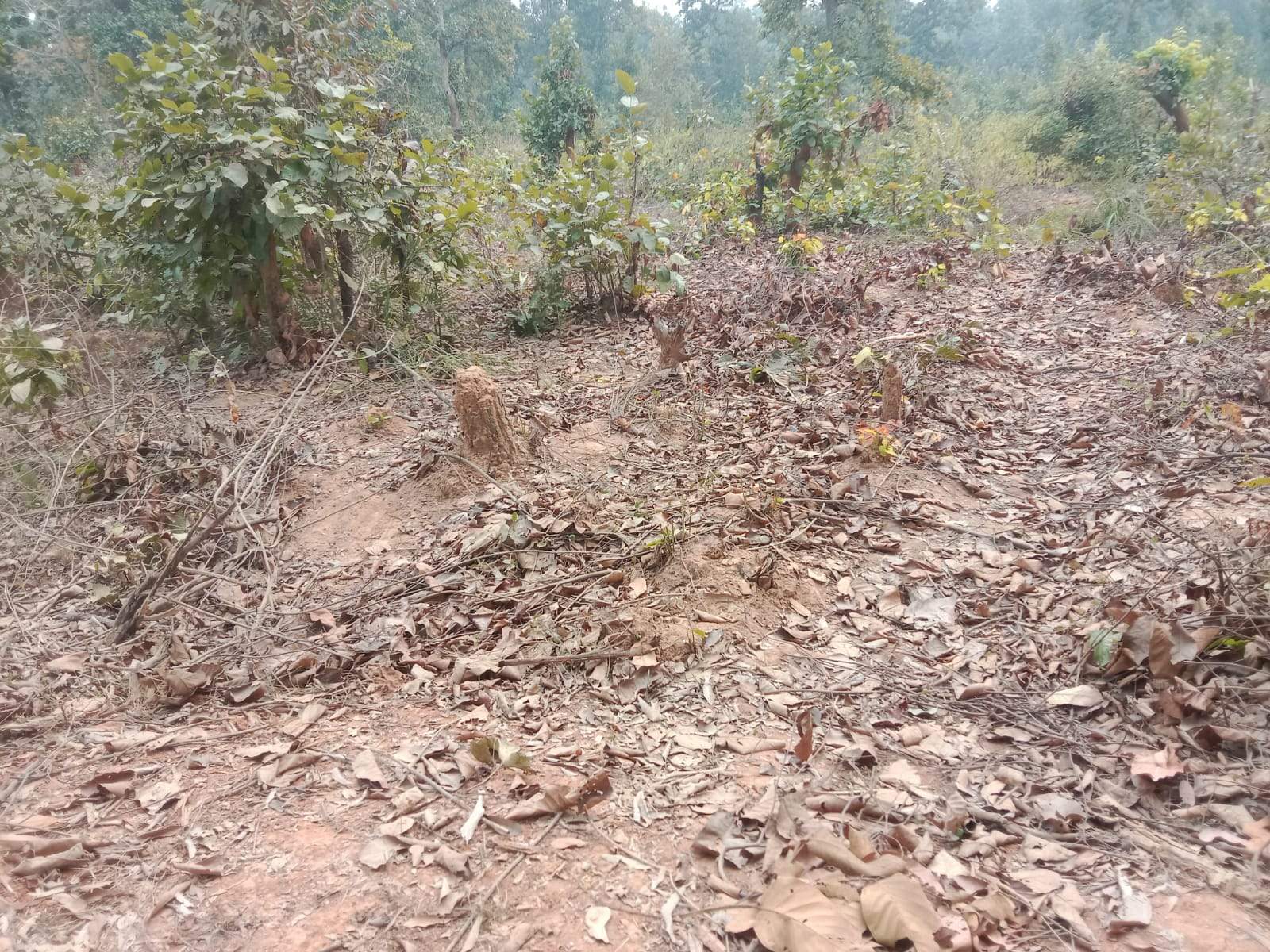 वन भूमि पर ग्रामीण कर रहे अवैध कब्जा, विभाग मौन