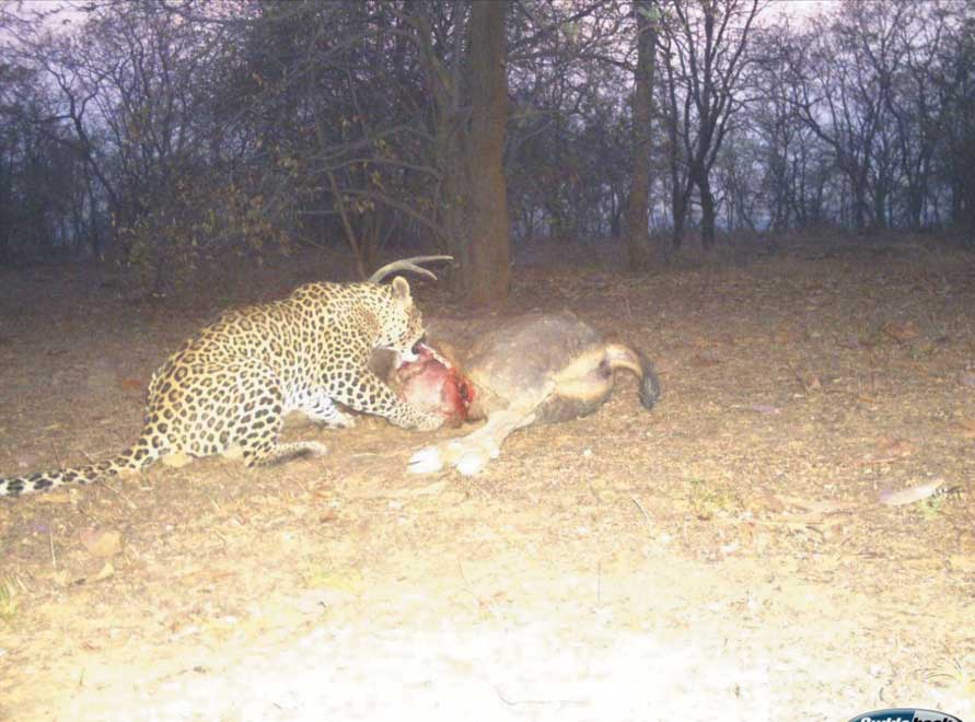 नन्हें तेंदुआ शावकों के मिले पदचिन्ह, जंगल से सटे दर्जन से अधिक गांवों में मुनादी, शिकारियों को रोकने गश्त भी बढ़ाई