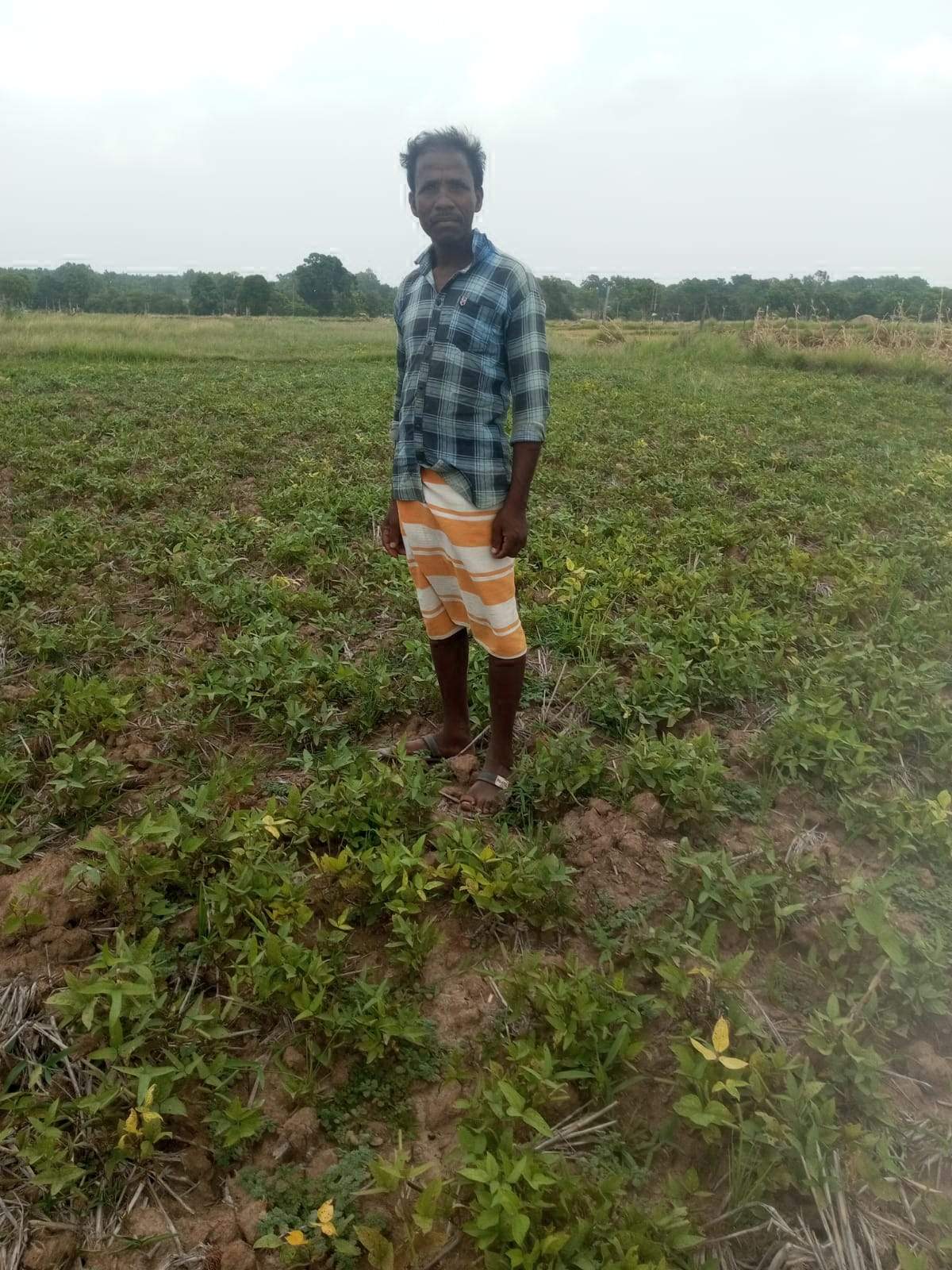 किसानी से हो रहे लाभान्वित, उड़द की खेती से अधिक हो रही आमदनी