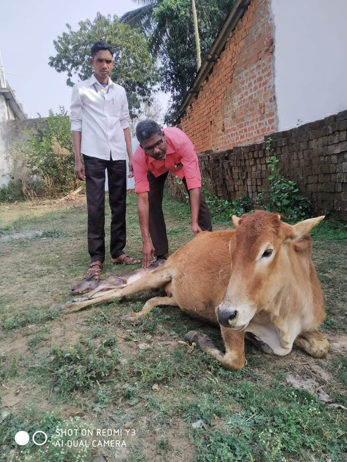 पशु चिकित्सा सहायकों ने बचाई गाय की जान पशु चिकित्सा सहायकों ने बचाई गाय की जान