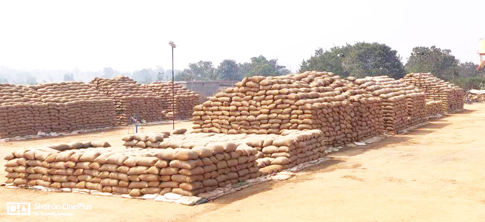 जिले के 98 केन्द्रों में 4.53 लाख टन से अधिक धान खरीदी