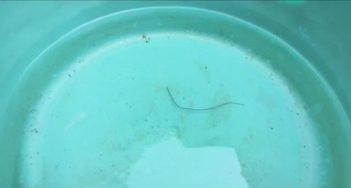 निगम के पानी में कीड़ा, वार्डवासियों में हडक़ंप