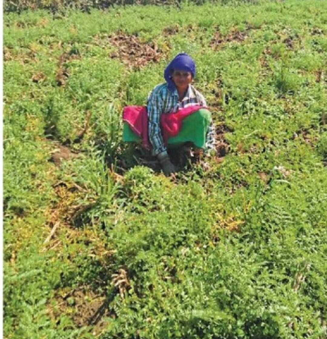 बेमेतरा के किसानों के लिए घाटे का सौदा हुआ चने की फसल