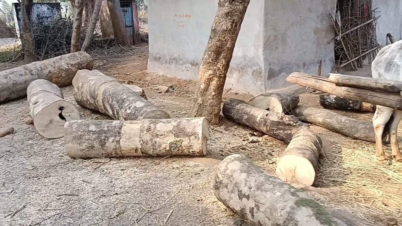 ग्रामीणों की शिकायत पर लकडिय़ां जब्त 