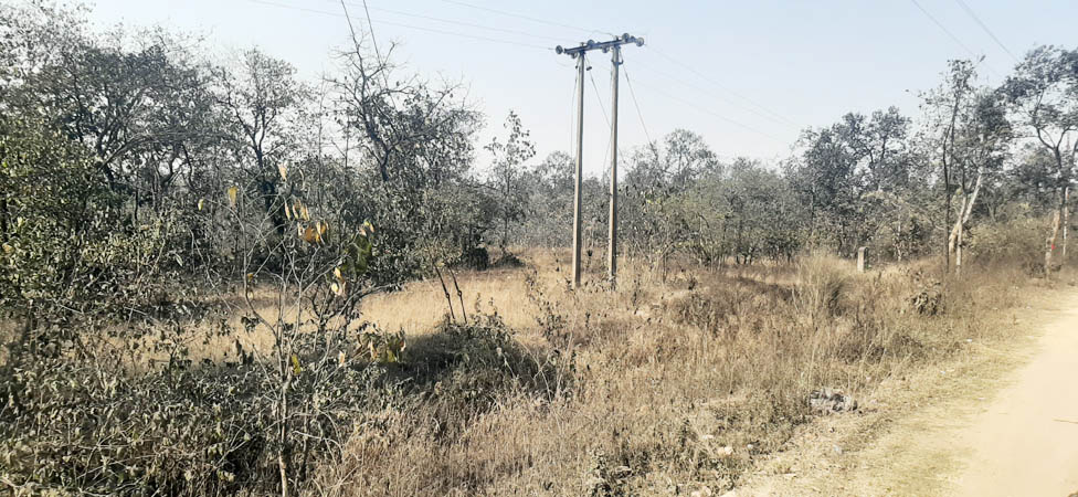 काली परत से पट रहे हैं संबलपुरी व नटवरपुर के जंगल