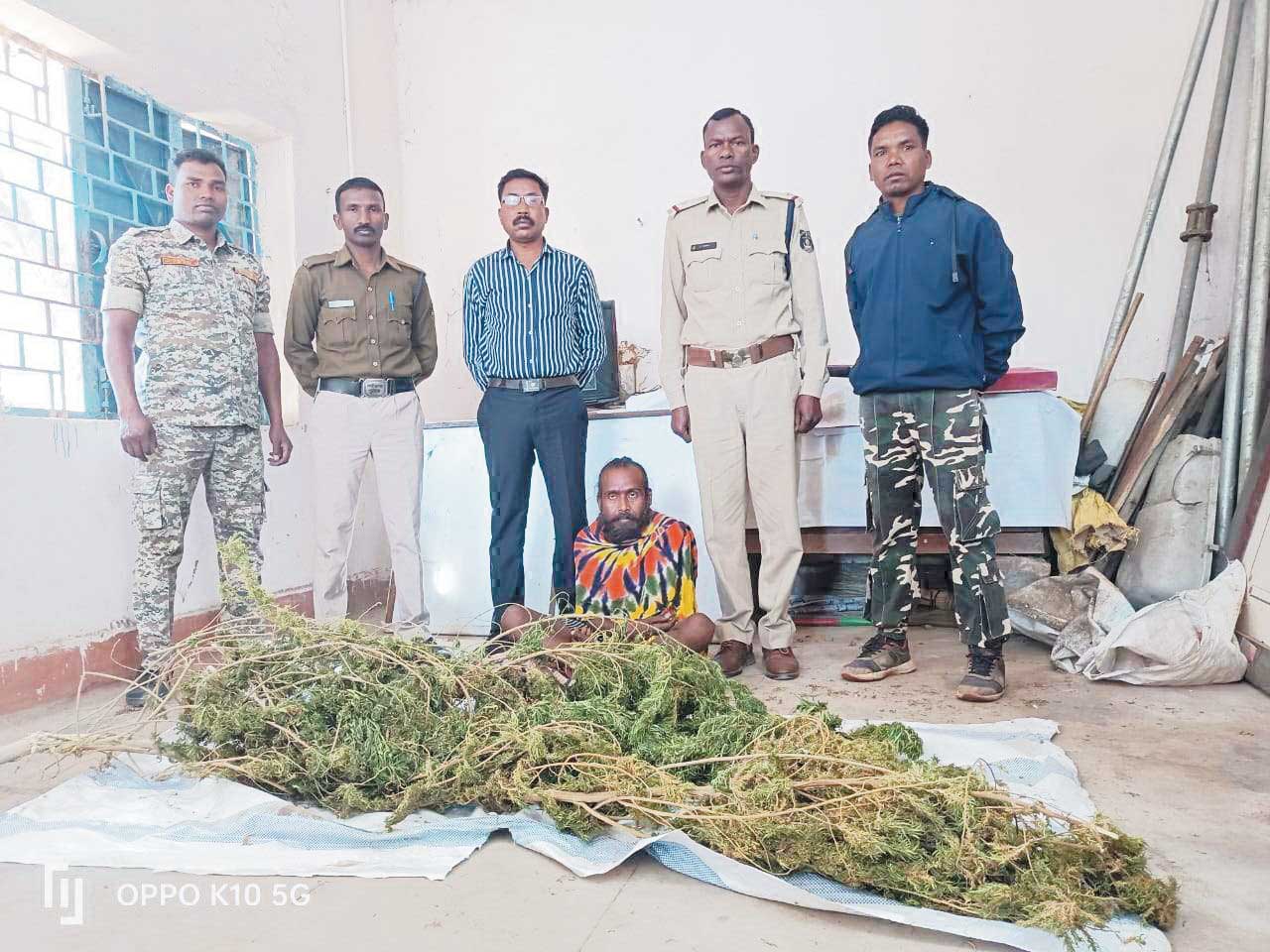 घर की बाड़ी से गांजे के पौधे जब्त