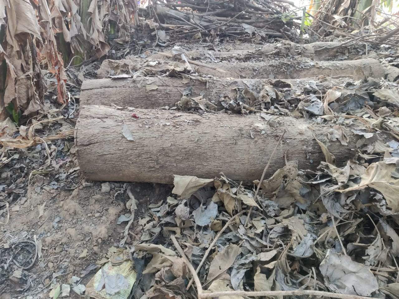 घर बाड़ी से 6 ल_ा सागौन काष्ठ जब्त घर बाड़ी से 6 ल_ा सागौन काष्ठ जब्त
