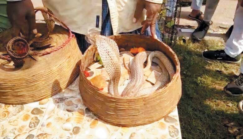 सपेरे से नाग को सर्पमित्र ने कराया मुक्त 